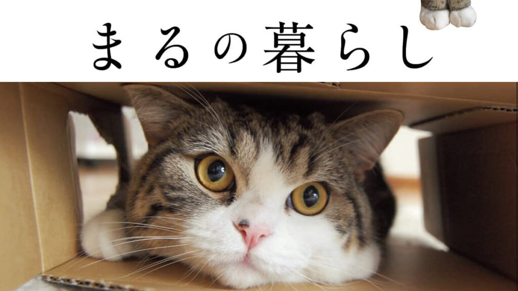 ギネス猫”まる”の魅力満載！フォトブック「まるの暮らし」が発売中｜購入者特典もあり！ | ねこニュース