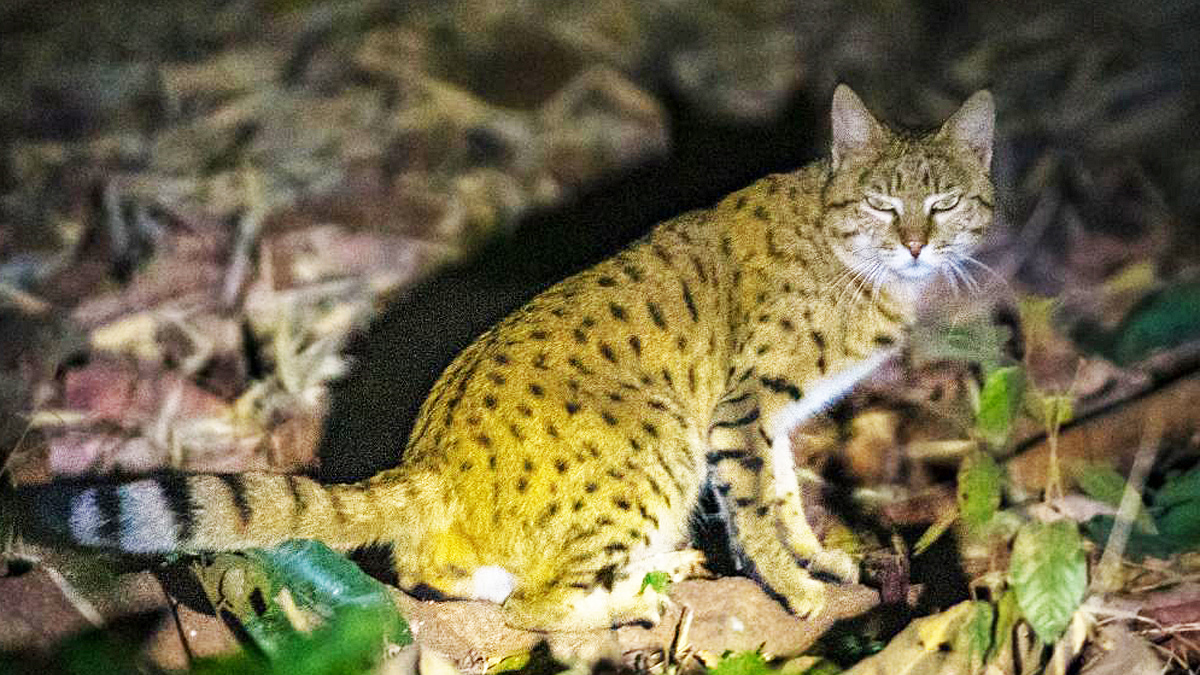 インド 絶滅危惧種ステップヤマネコの目撃情報多数 環境に適応しているという専門家の意見も ねこニュース