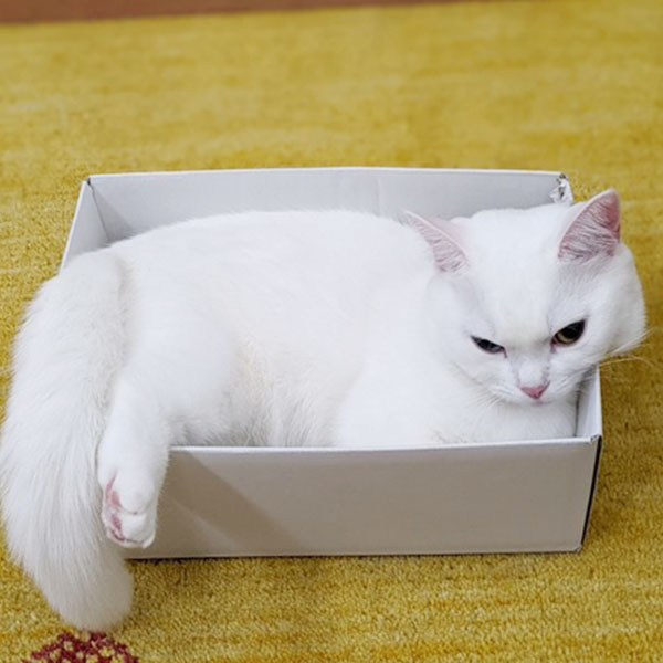 箱があったら入りたい 箱に入る猫画像10連発 ねこニュース