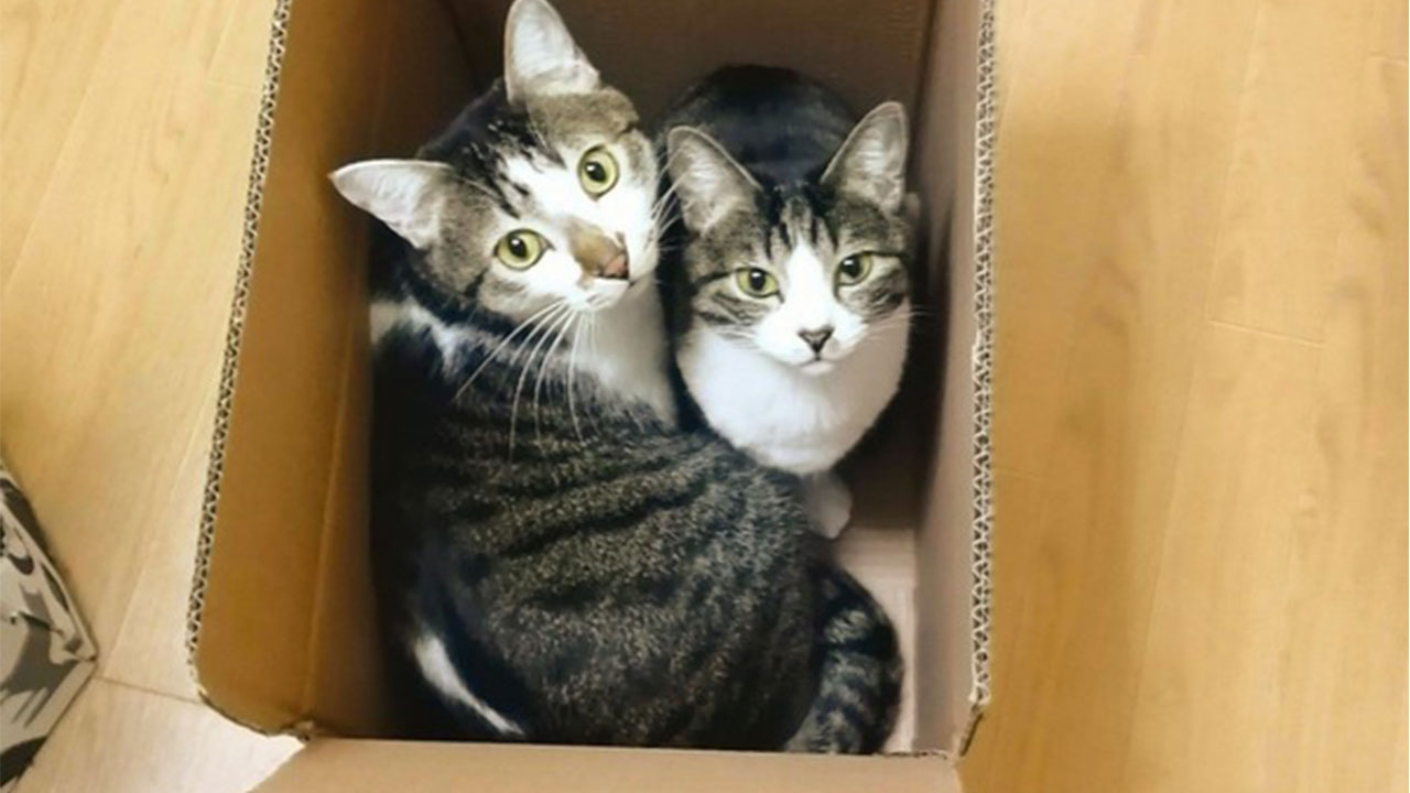 箱があったら入りたい 箱に入る猫画像10連発 ねこニュース