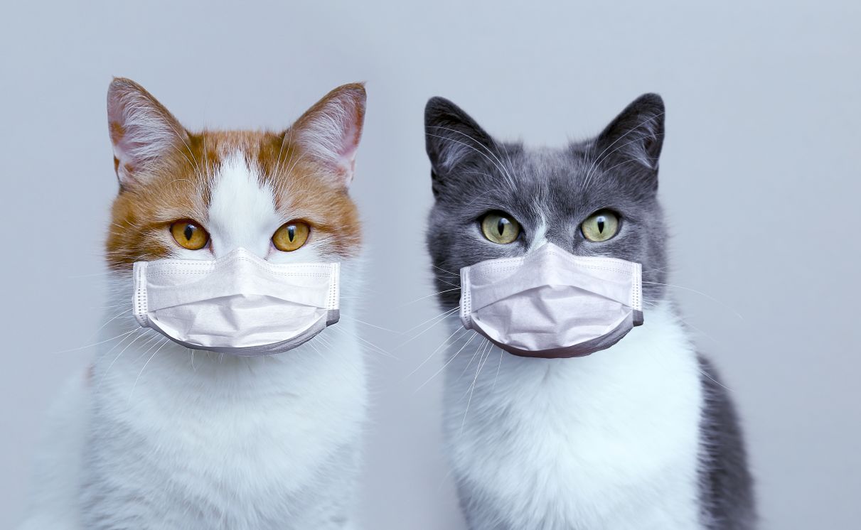 マスクをしている2匹の猫