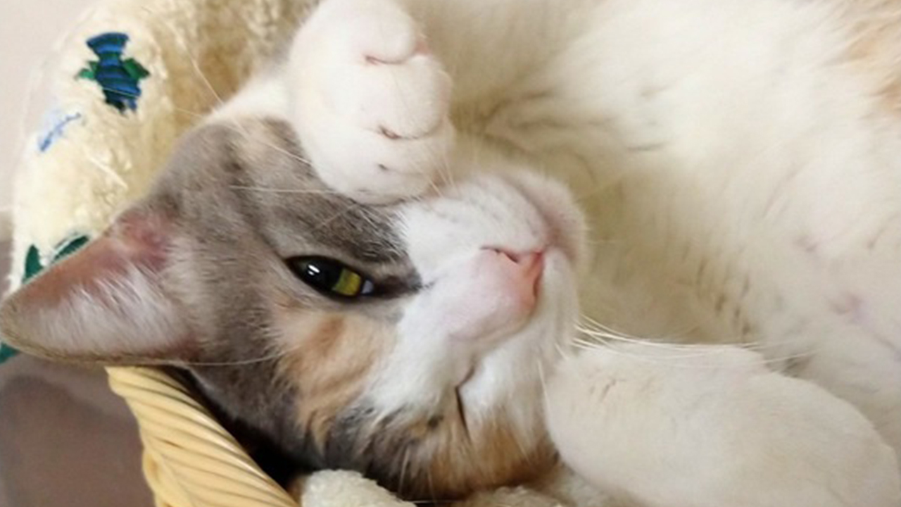 これぞ かわいい の最上級 あざといポーズの猫写真10連発 ねこニュース