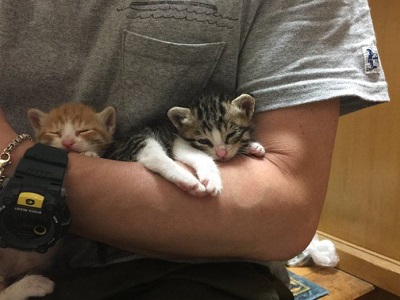 抱っこされる2匹の子猫